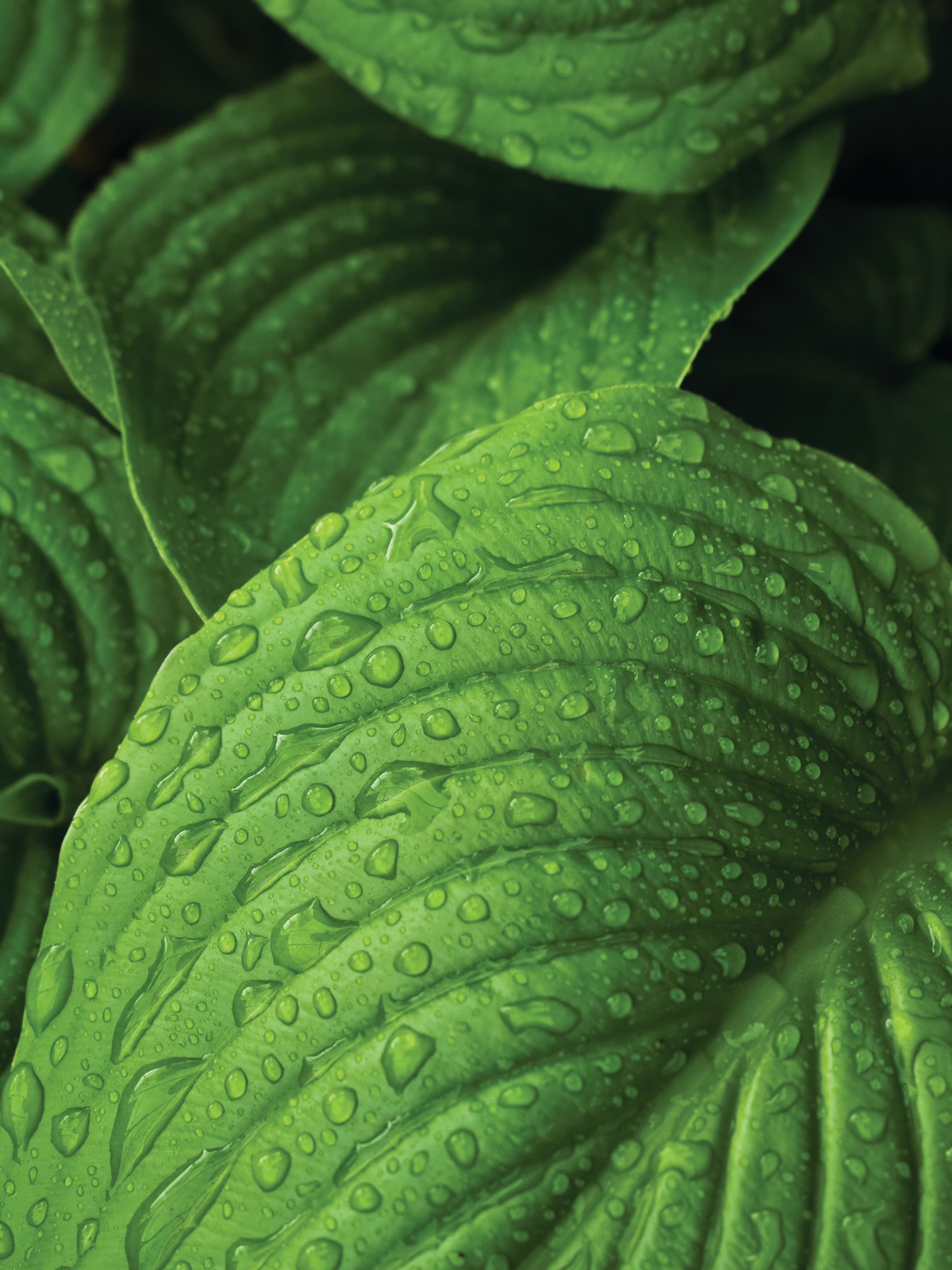 Nature and sustainability