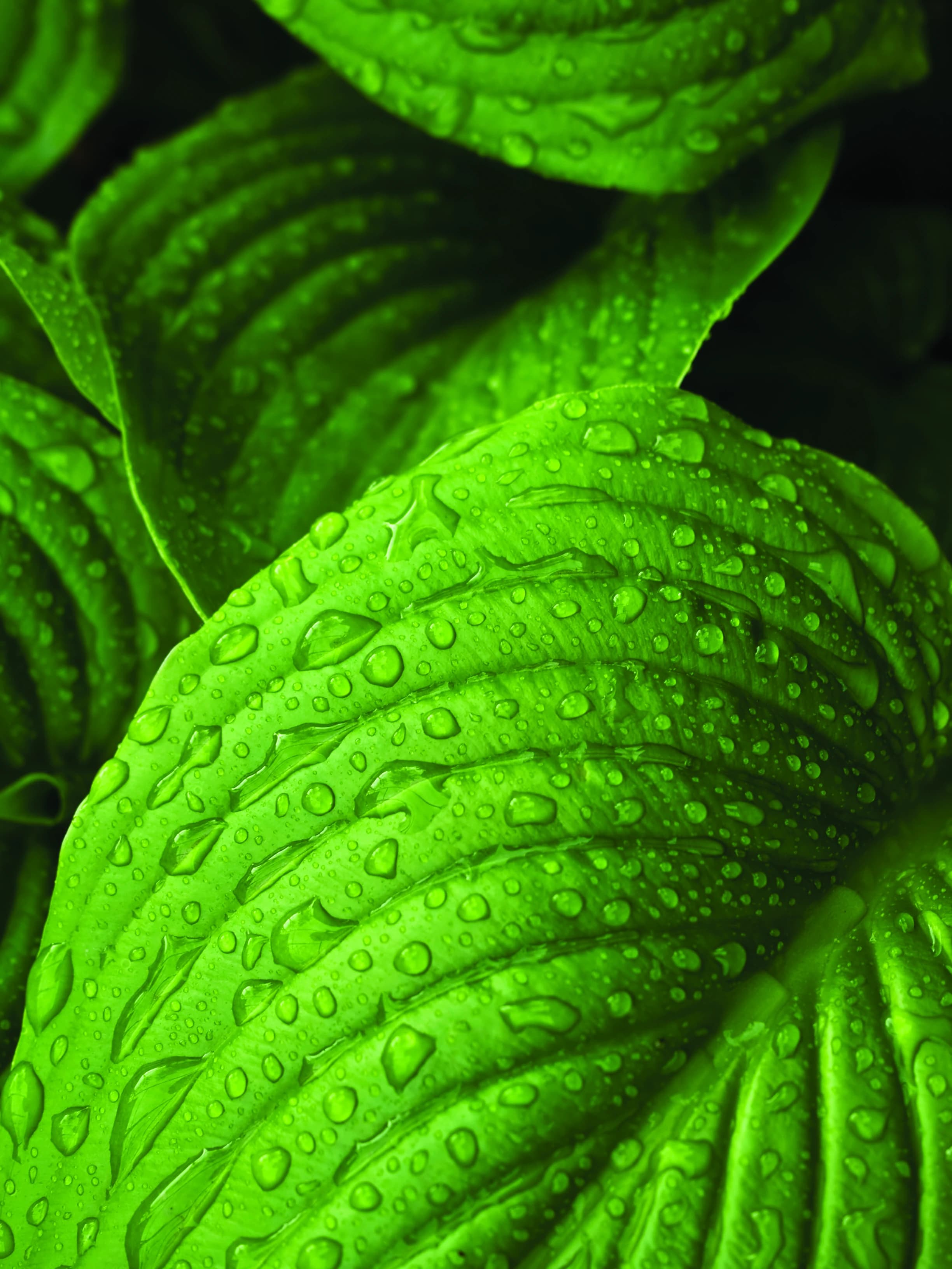 Green leaves in soft light