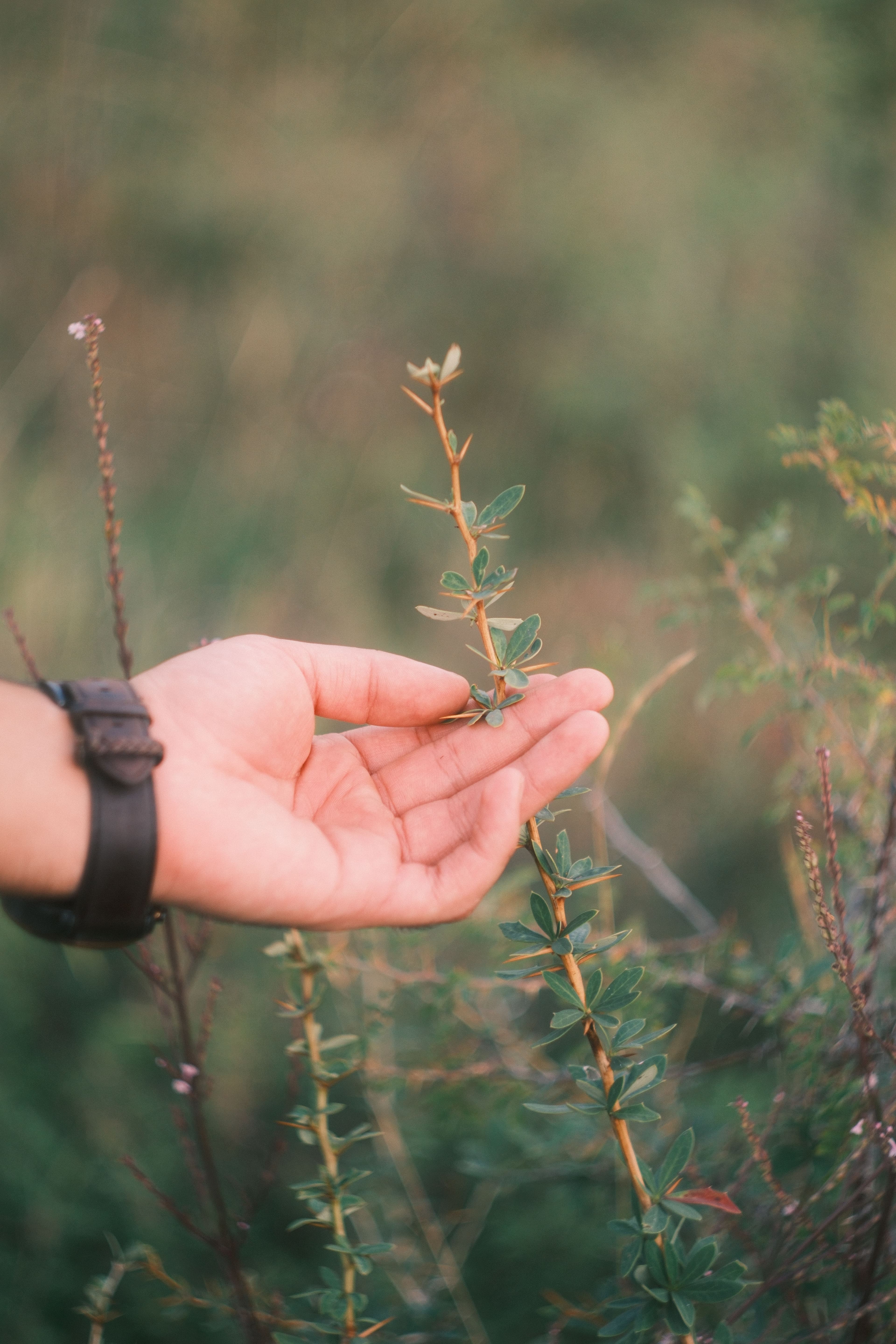 touch-of-nature